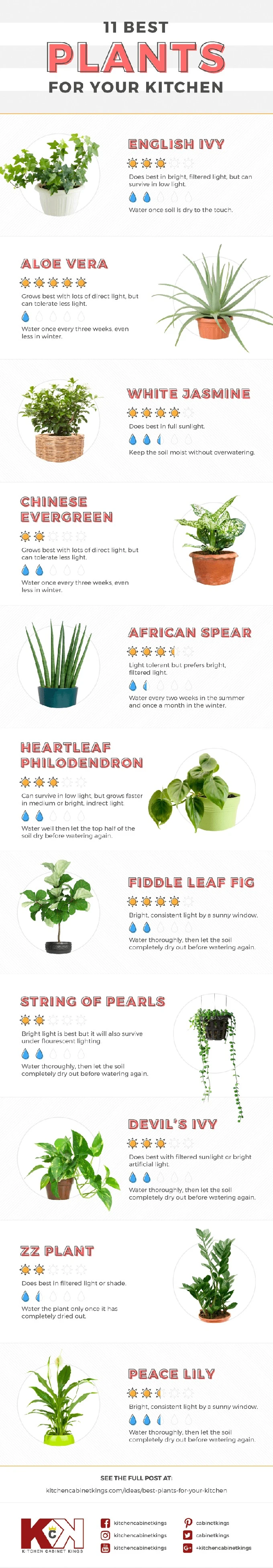 The Best Plants for Your Kitchen