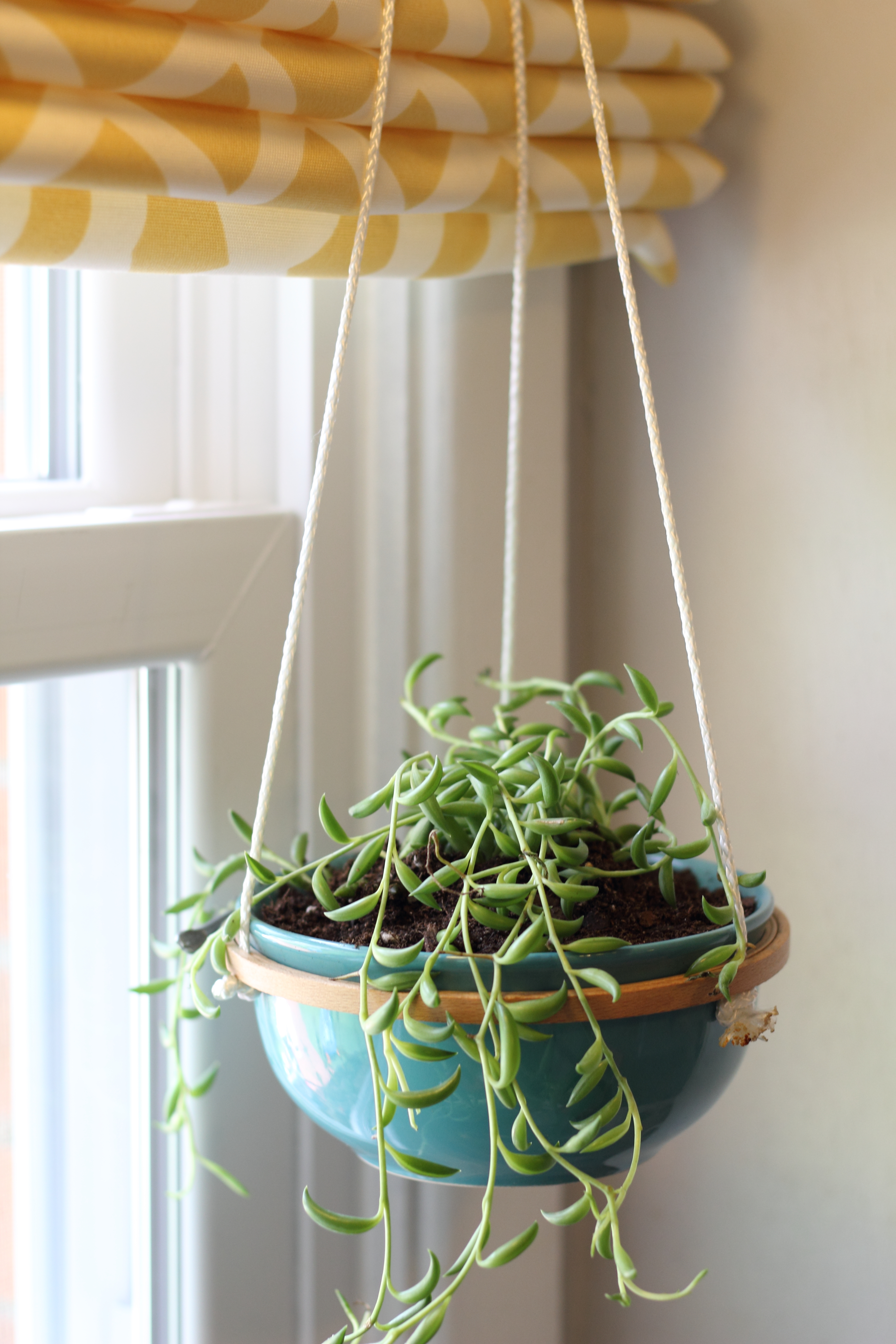 Hanging Succulents - How to Make a Hanging Succulent Planter - all ...